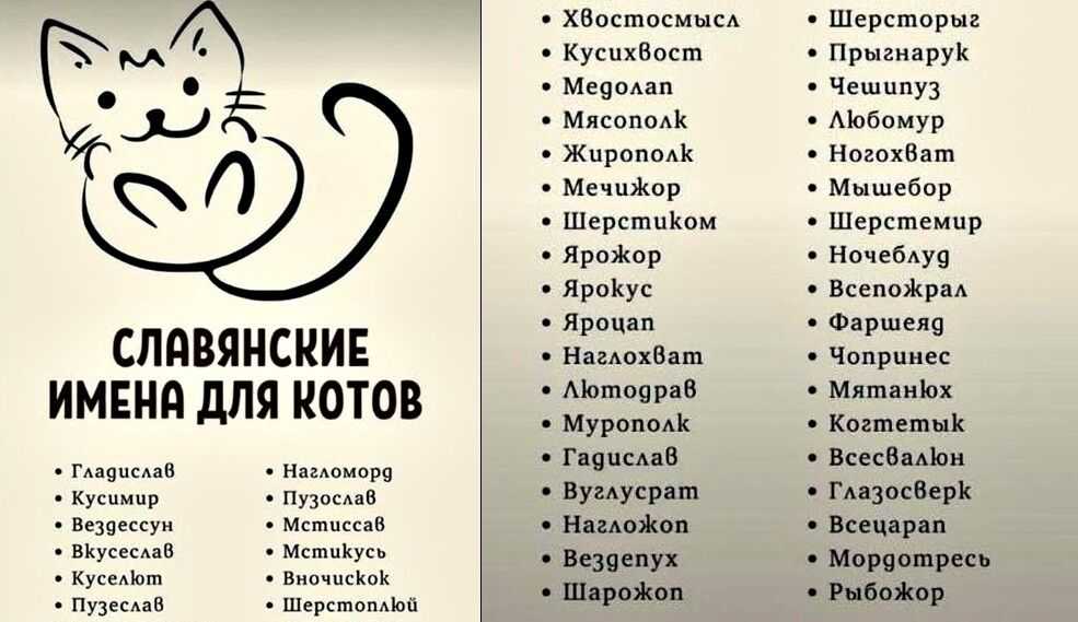 Как назвать серого котенка мальчика: варианты красивых и оригинальных имен - animallist.ru