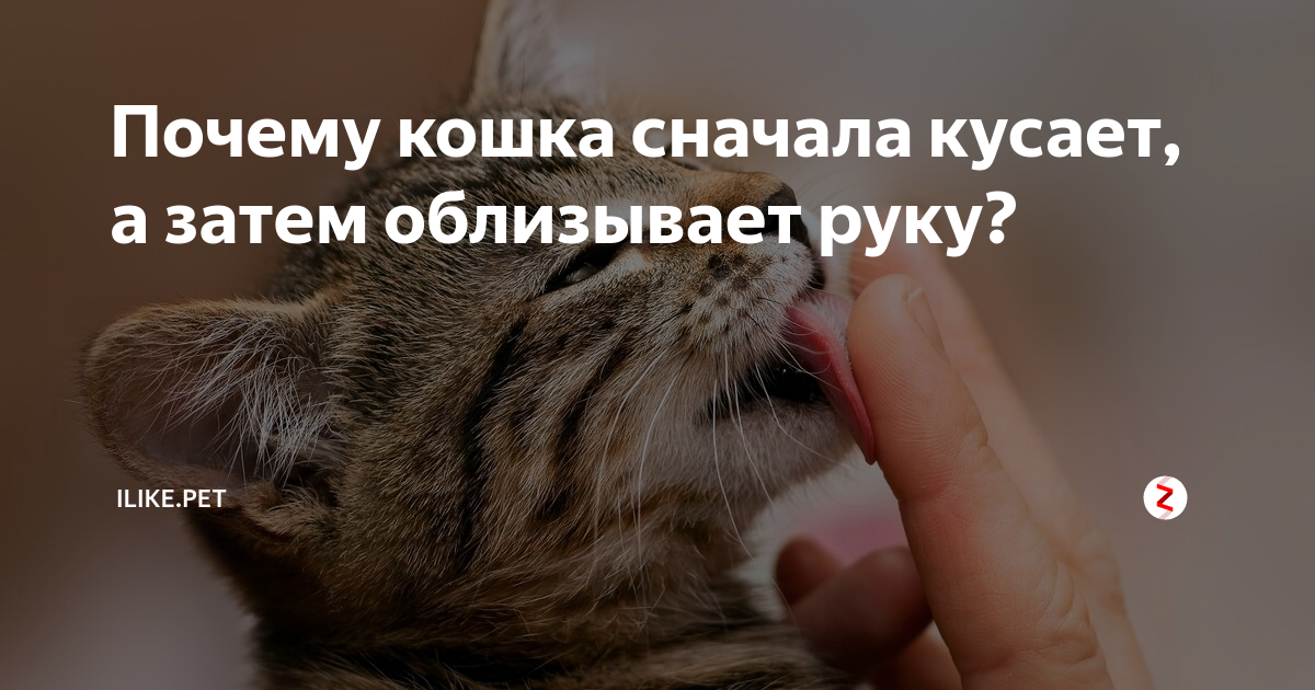 Почему кошка лижет руку топ причин