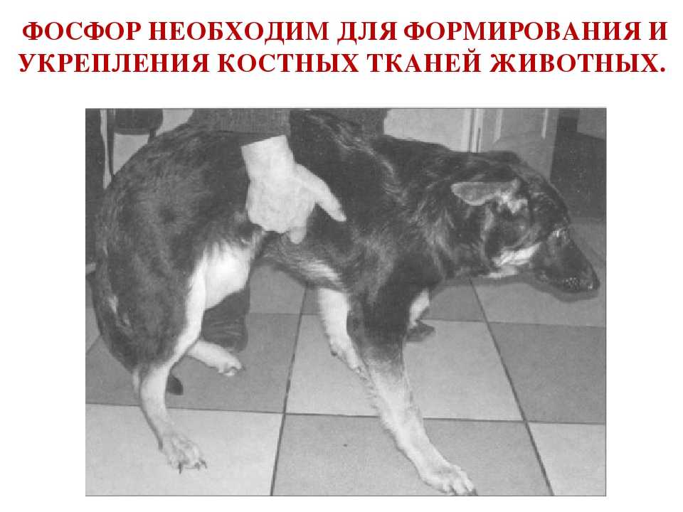 Как проявляется рахит у собак и можно ли его вылечить