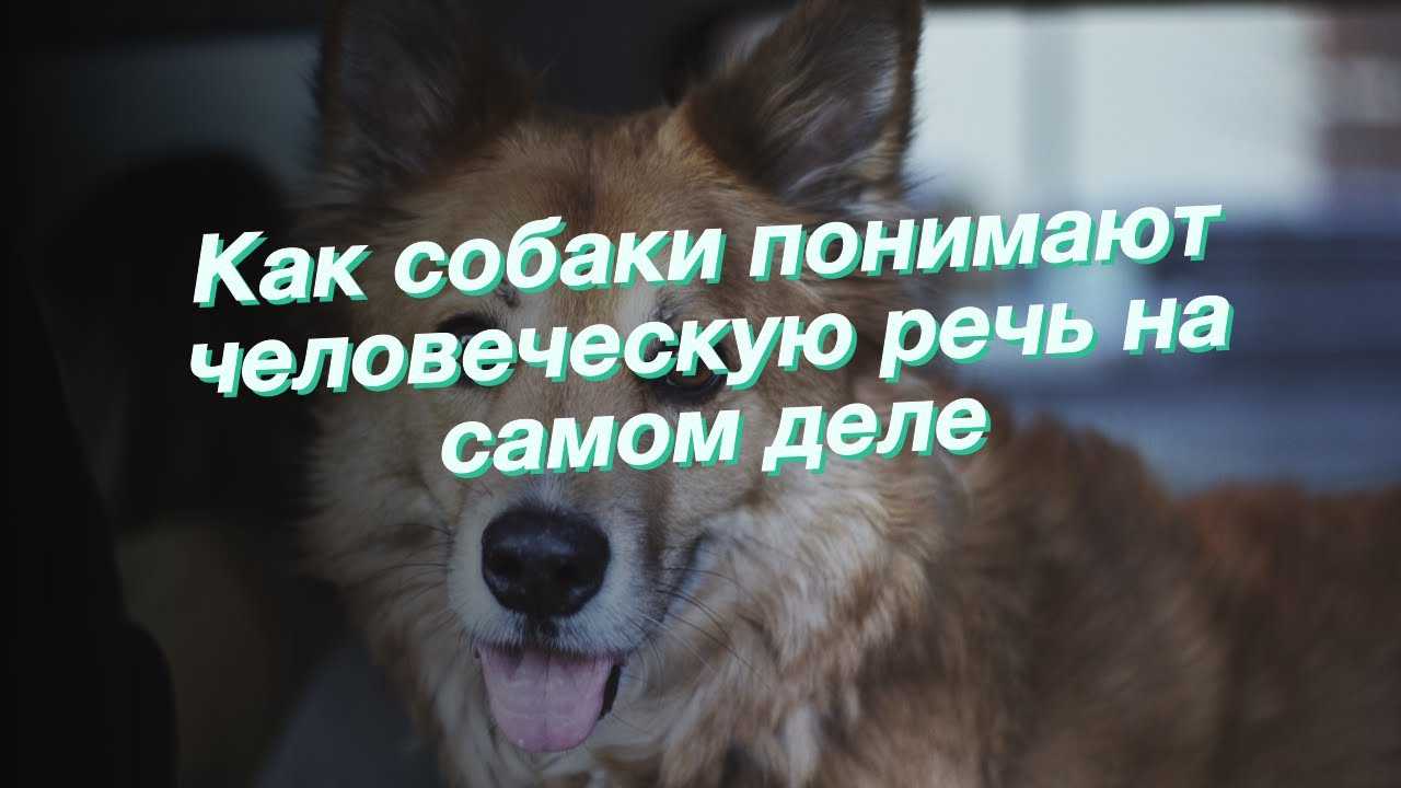 Понимает ли собака слова?