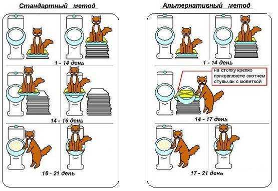 Кот пьет много воды — обзор причин
