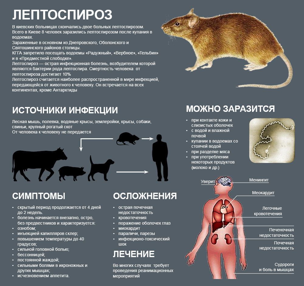 Особенности, симптомы и лечение менингита у собак и кошек