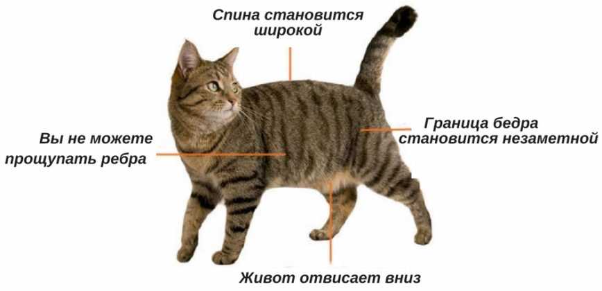 Котенок родился с большим животом