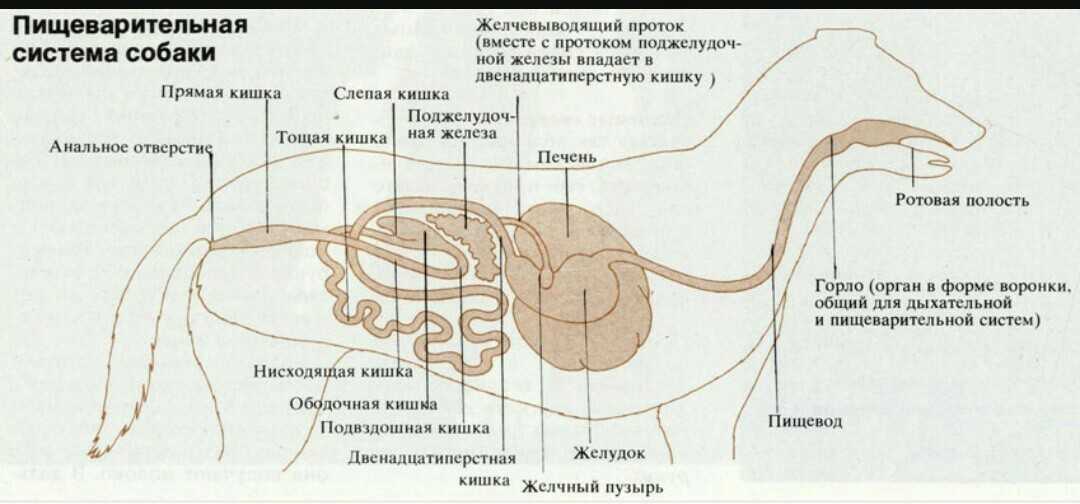 Лечение печени у собак - препараты, симптомы болезни печени у собак