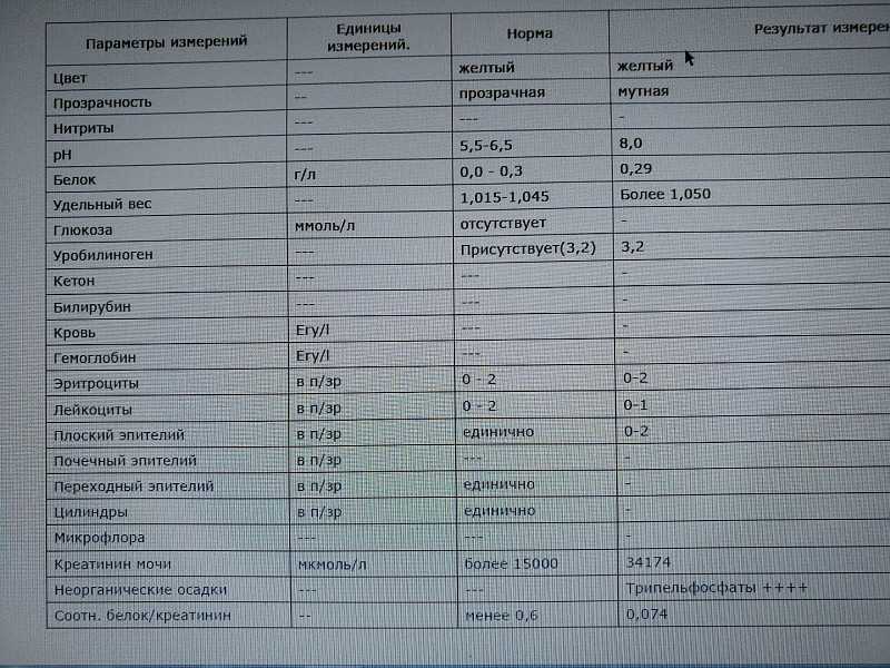 9 причин почему у кошки кровь в моче - симптомы и лечение