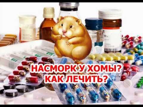 Что делать, если хомяк чихает?