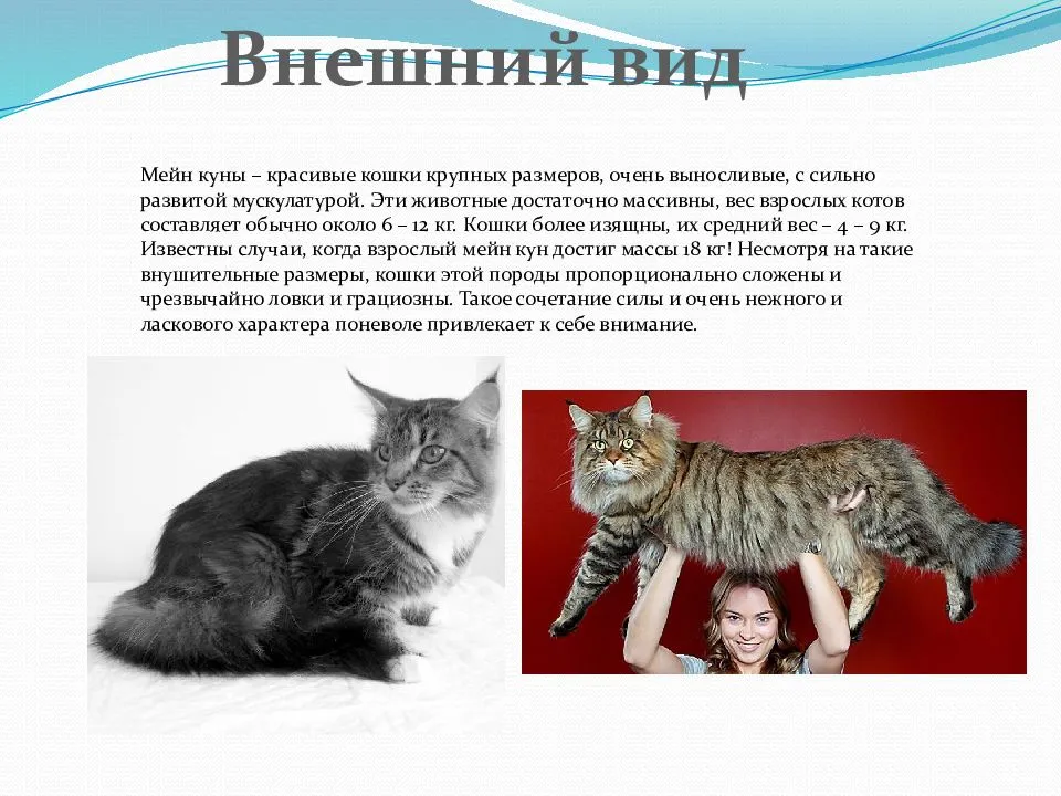 Имена и клички для мейн-кунов