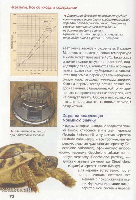 Чем кормить черепаху – правильный рацион, советы