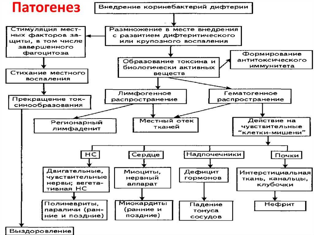 Первые симптомы болезней у собак
