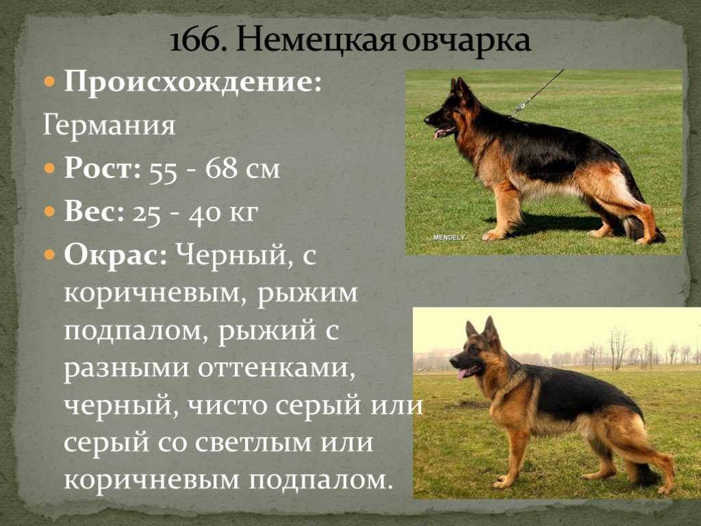 Исландская собака — фото, описание породы, характер, особенности содержания и ухода за овчаркой