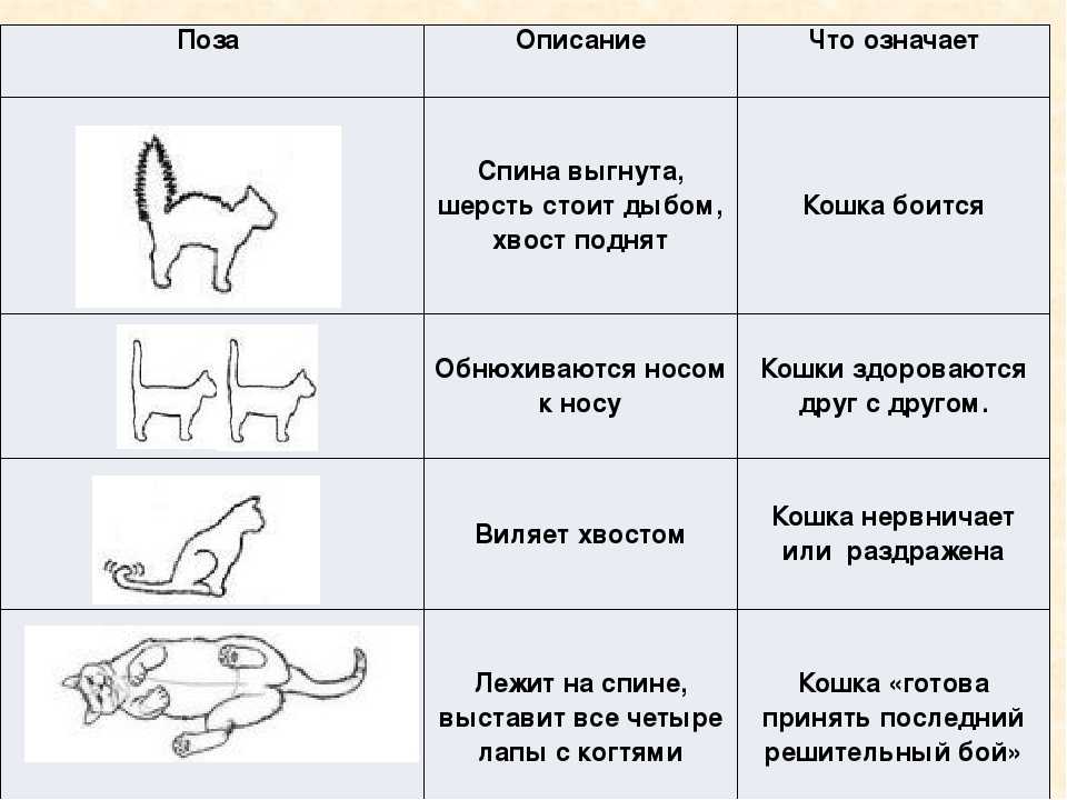 Почему кошки бегают за своим хвостом