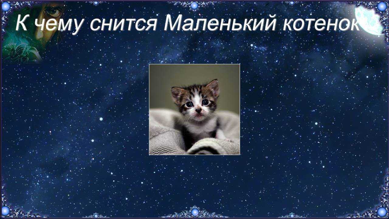 Кормить кошку с котятами