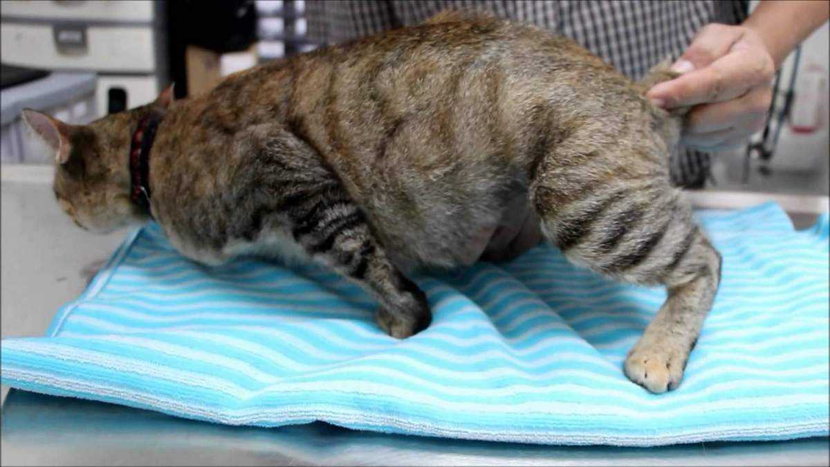 Как узнать, что кошка рожает - wikihow