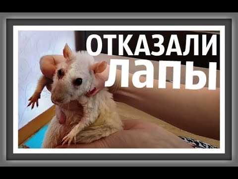 У кролика отказали задние лапы: что делать, возможные причины