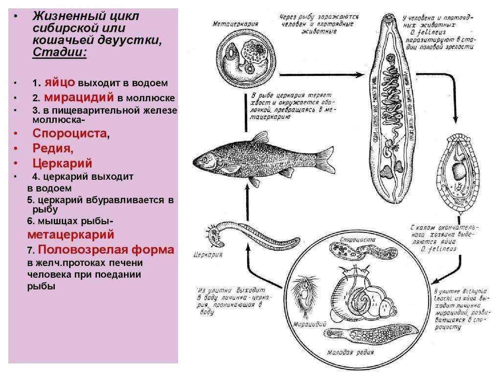 Описторхоз у кошек и котов: симптомы, лечение и профилактика