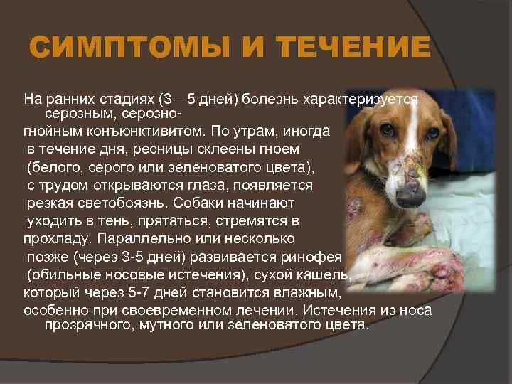 Собака часто дышит – что делать при учащенном дыхании? 2020