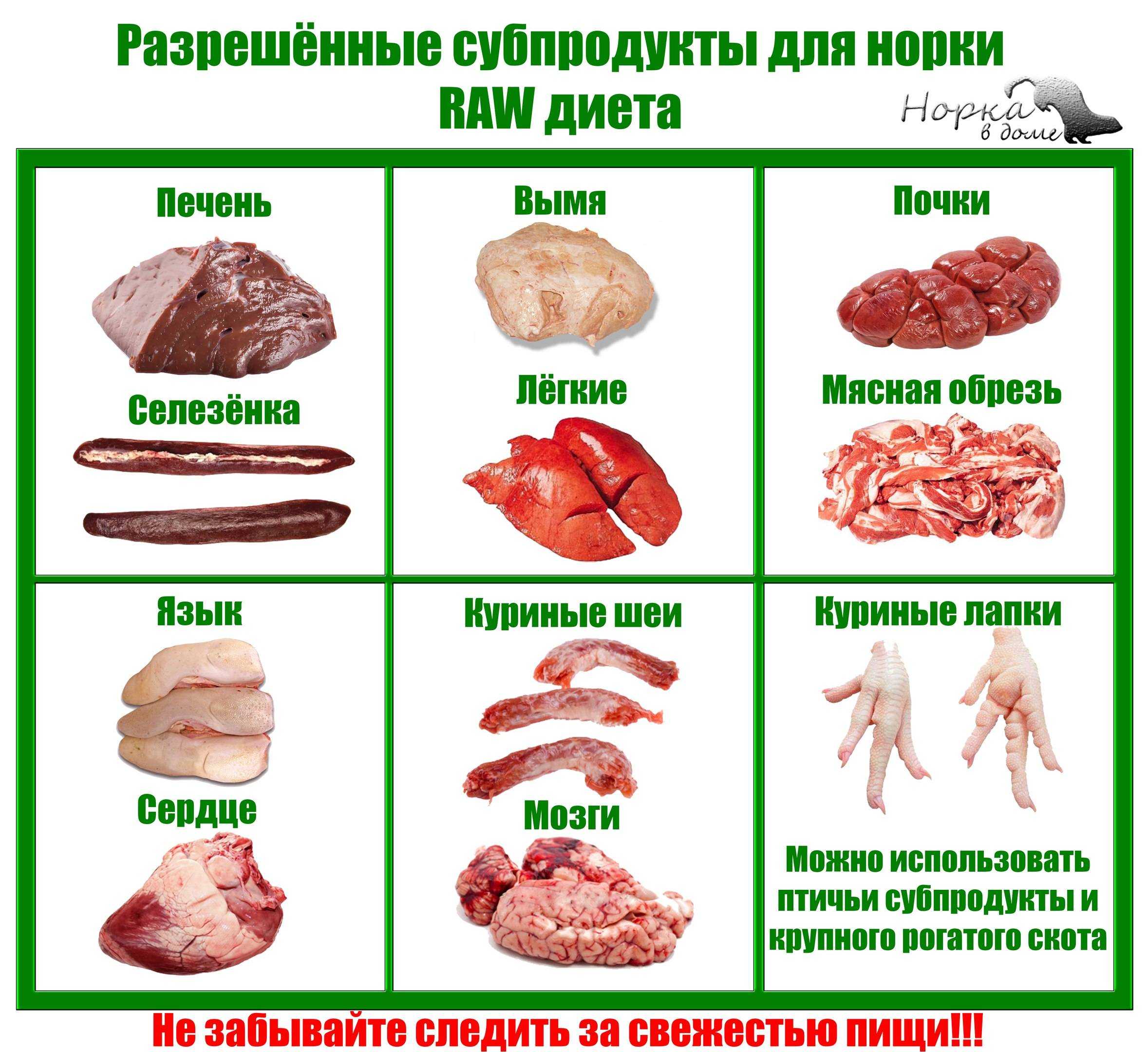 Сырое мясо для собак: можно ли давать, польза и вред | все о собаках