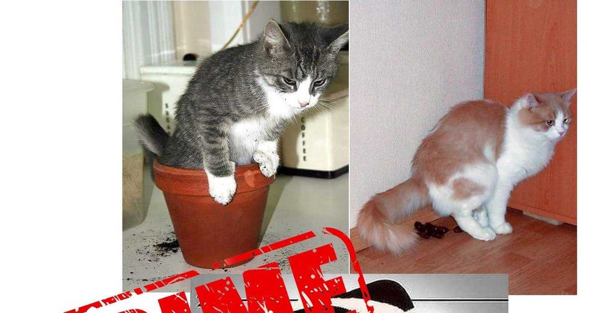 Как отучить кота и кошку гадить в неположенном месте