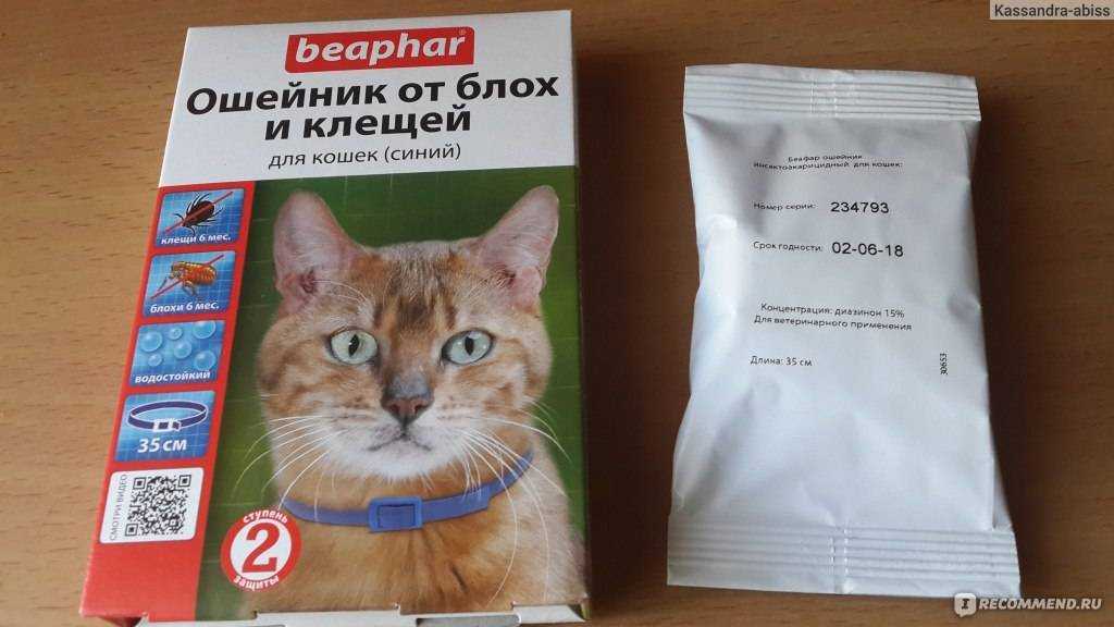 Когда одевать ошейник от блох и клещей кошкам и котятам