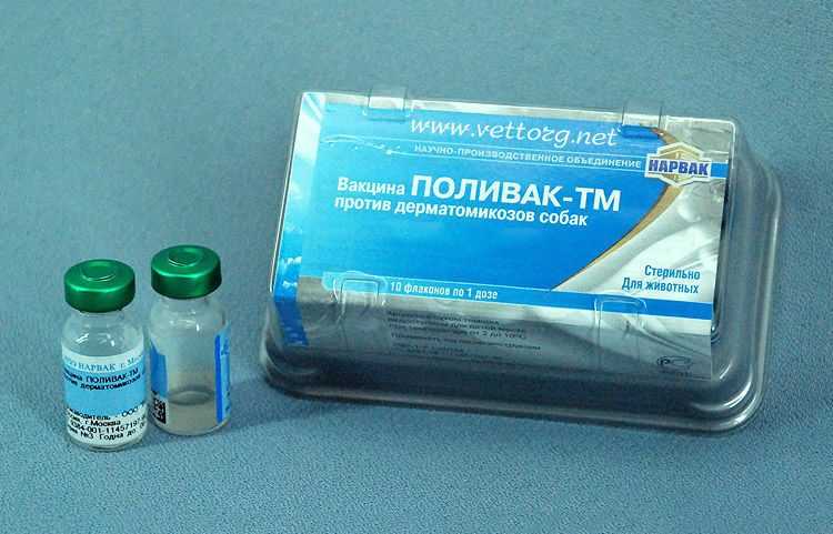 Борьба с грибковыми инфекциями у собак при помощи поливак- обзор +видео