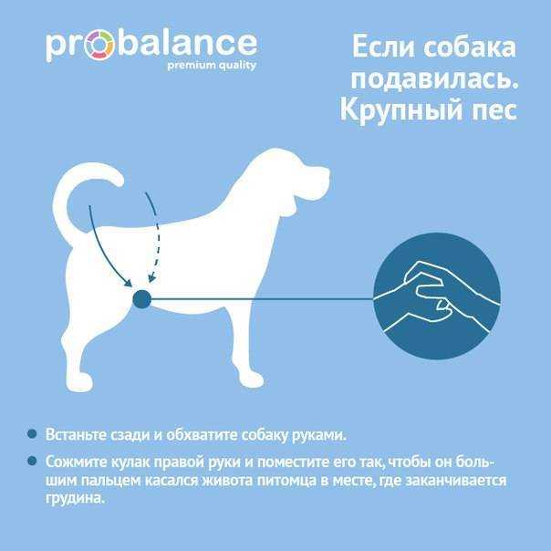 Собака хрюкает: что делать, причины