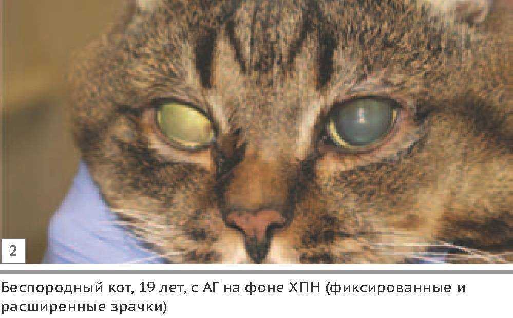 Котенок не может открыть глаза