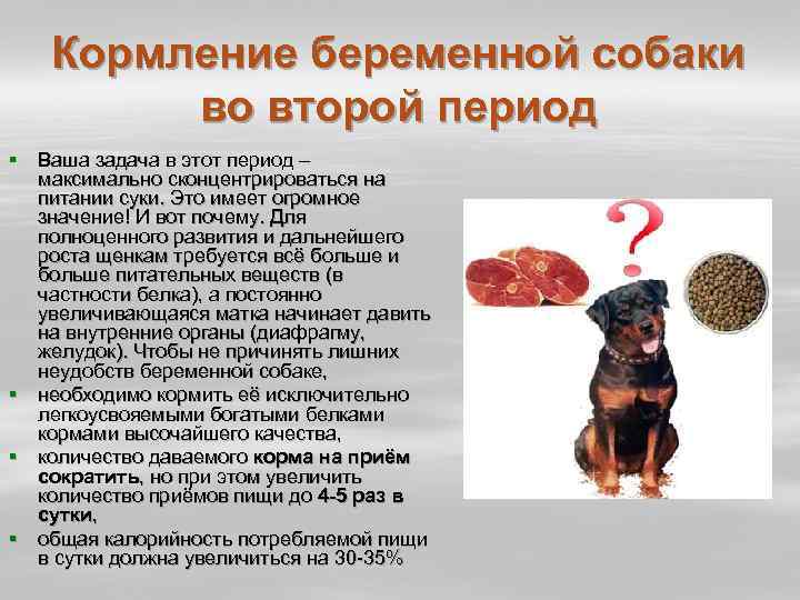 Чем кормить собаку после родов?