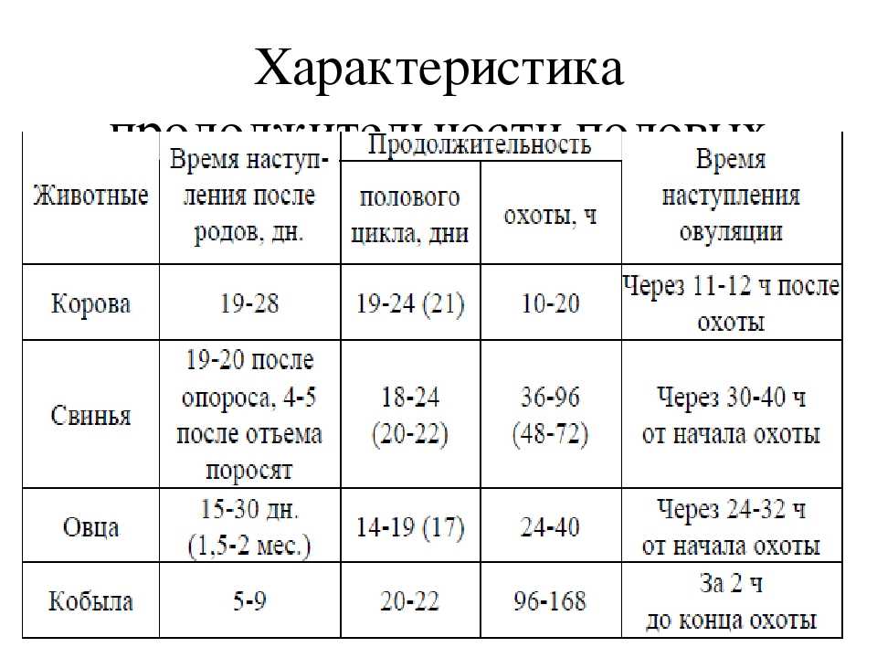 Главные признаки течки у кошек