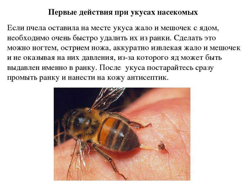 Кошку укусила пчела или оса. что делать?