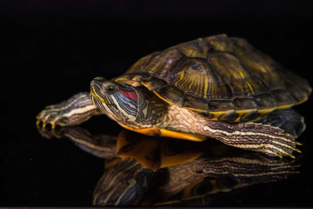 Чем питаются черепахи в природе морские, пресноводные болотная, красноухая и сухопутные Всеядные виды черепах Как изменяется рацион черепахи с возрастом