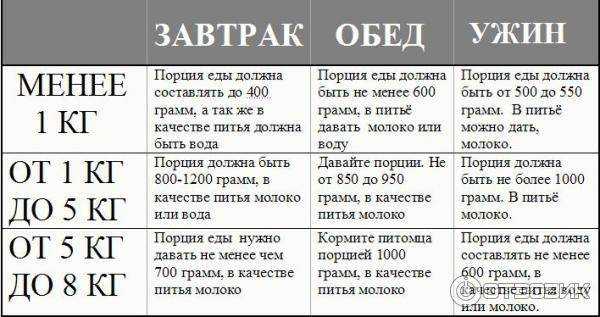 Чем следует кормить котенка в возрасте 2 месяцев?