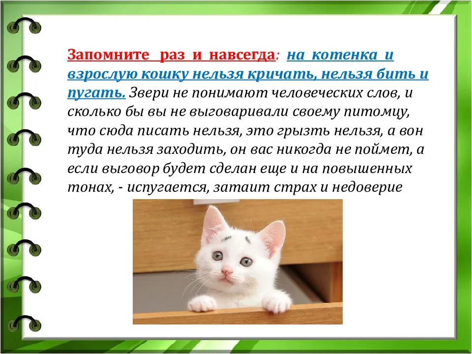 Воспитание котенка-как правильно? воспитанный по всем рекомендациям: инструкции экспертов +видео
