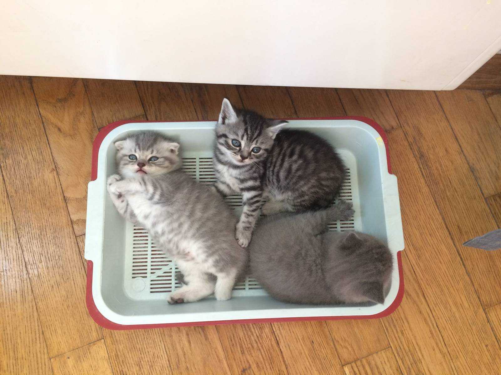 Как приучить котенка к лотку в квартире