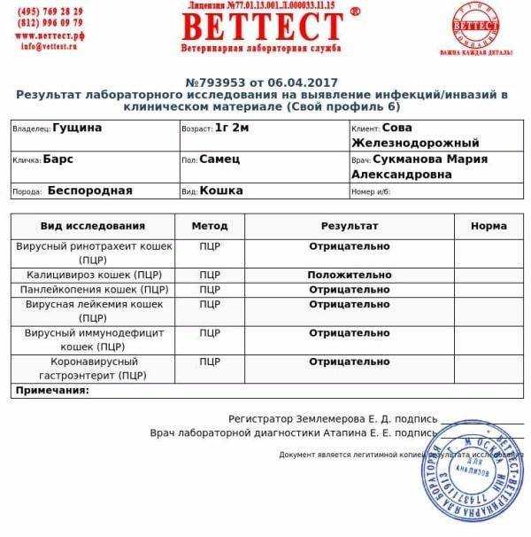 Гастроэнтерит у кошки