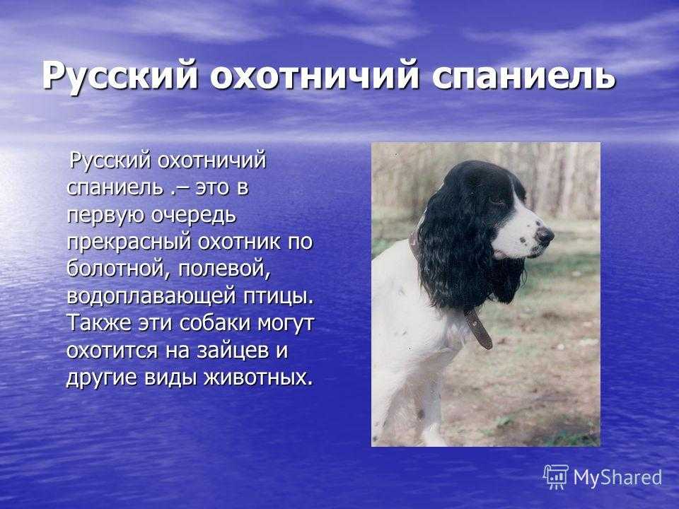 Русский спаниель уход, содержание и характеристика породы (+фото собаки)