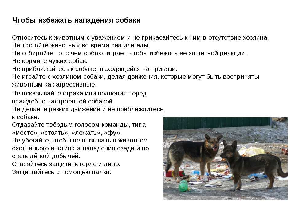 Почему кошки боятся собак: основные причины
почему кошки боятся собак: основные причины