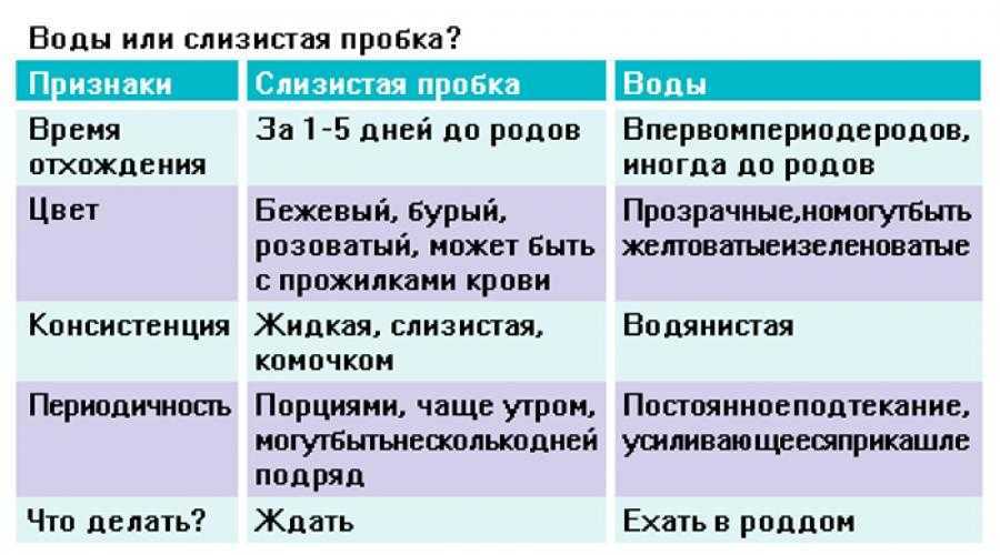 Беременность и первые роды кошки: инструкция для владельцев от а до я, видео