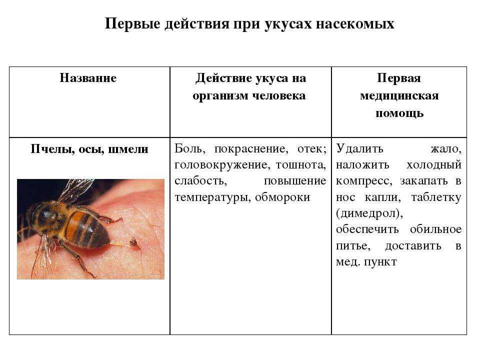 Что делать если кота укусила оса? кошку укусила оса — что делать, первая помощь
