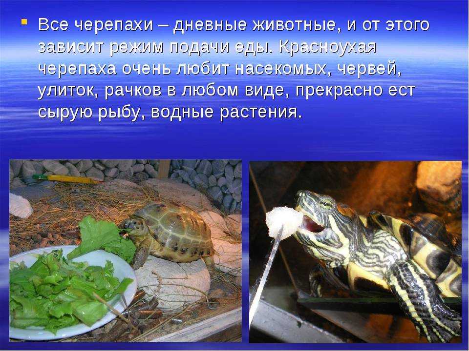 Есть ли у черепах жабры. строение респираторной системы черепах, обоняние и осязание