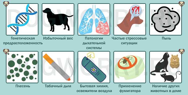 Бордетелла бронхисептика у кошек