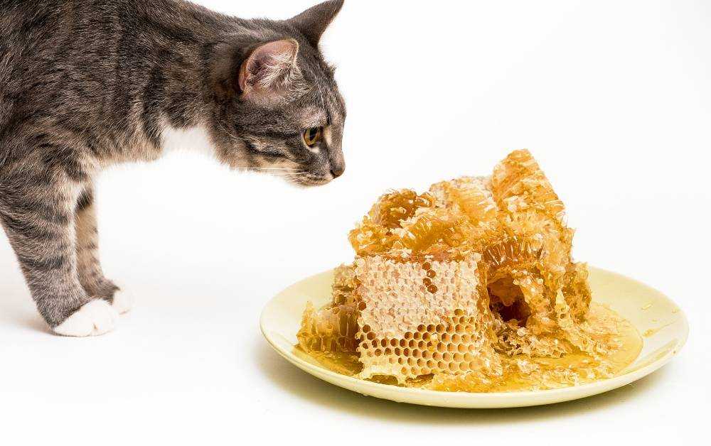 Можно ли кошкам сладкое?