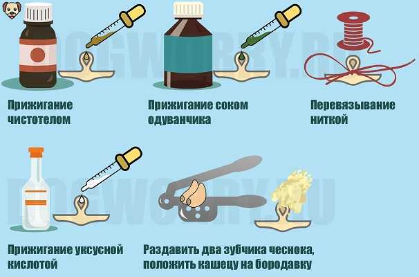 Папилломатоз (папилломы у собак): причины, виды, лечение