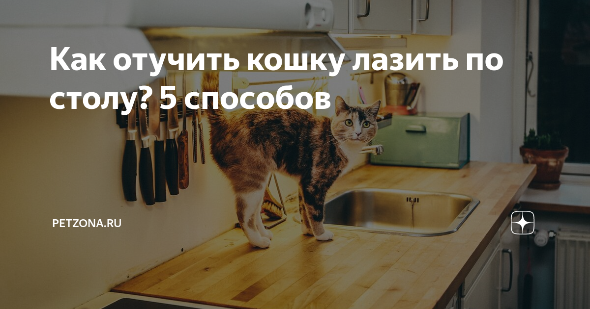Как отучить кота лазить на стол: 5 действенных способов