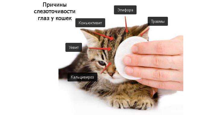 Кашель у кошек