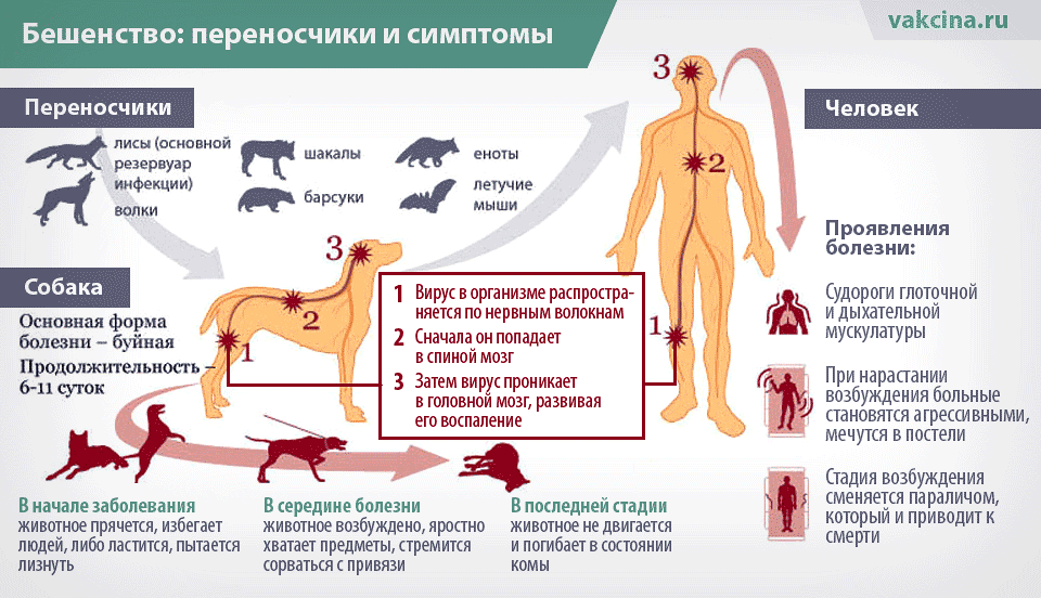 14 причин, почему у собаки болят лапы – что делать