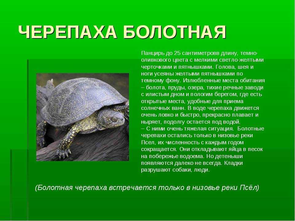 Зимуют красноухие черепахи домашних условиях