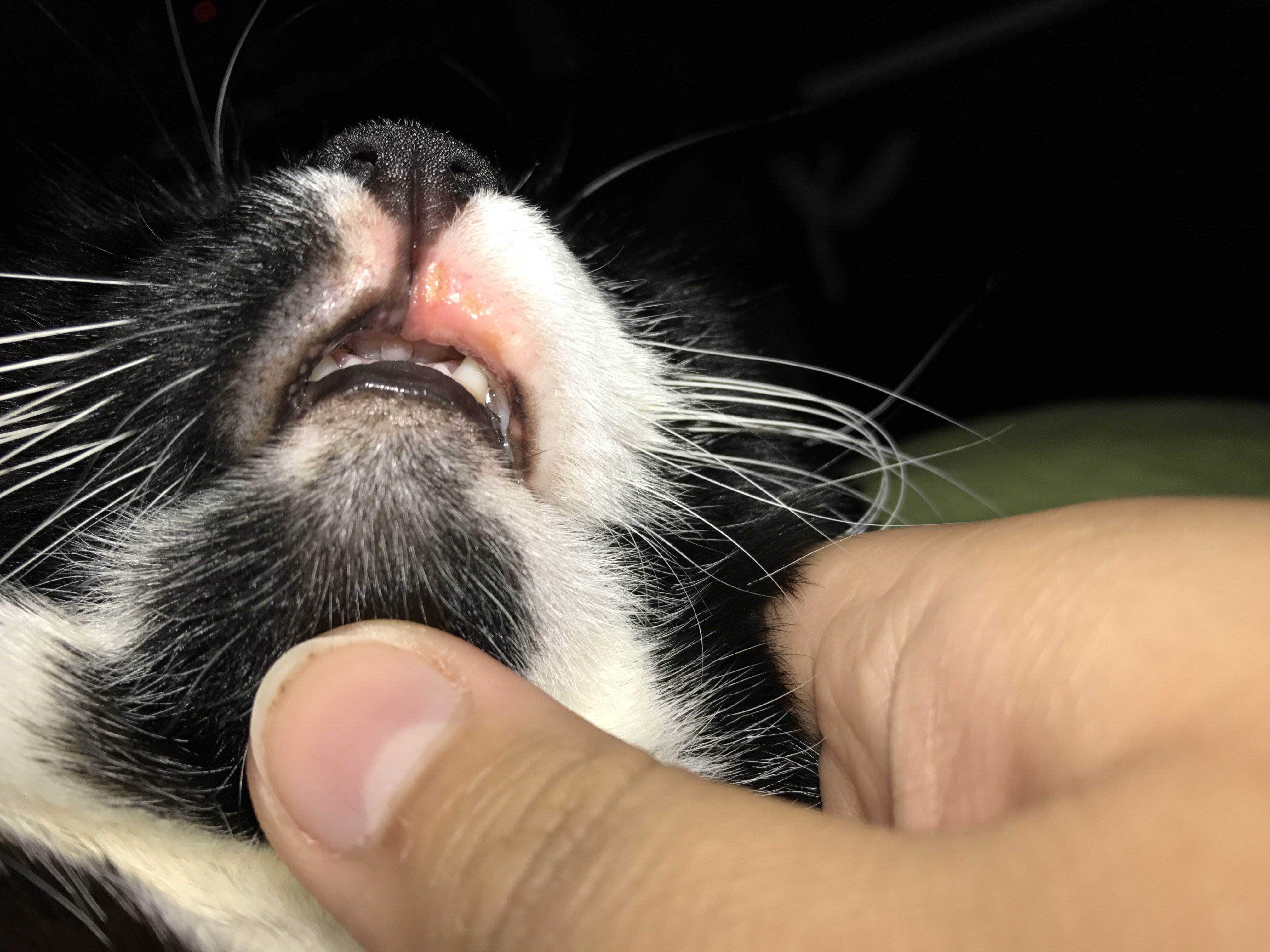 Что делать, если у кошки опухла щека или ее раздуло: причины отеков под глазом и ваши действия