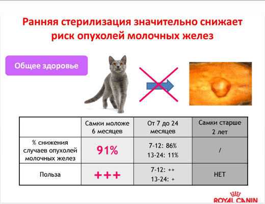7 причин, почему кастрированный кот метит