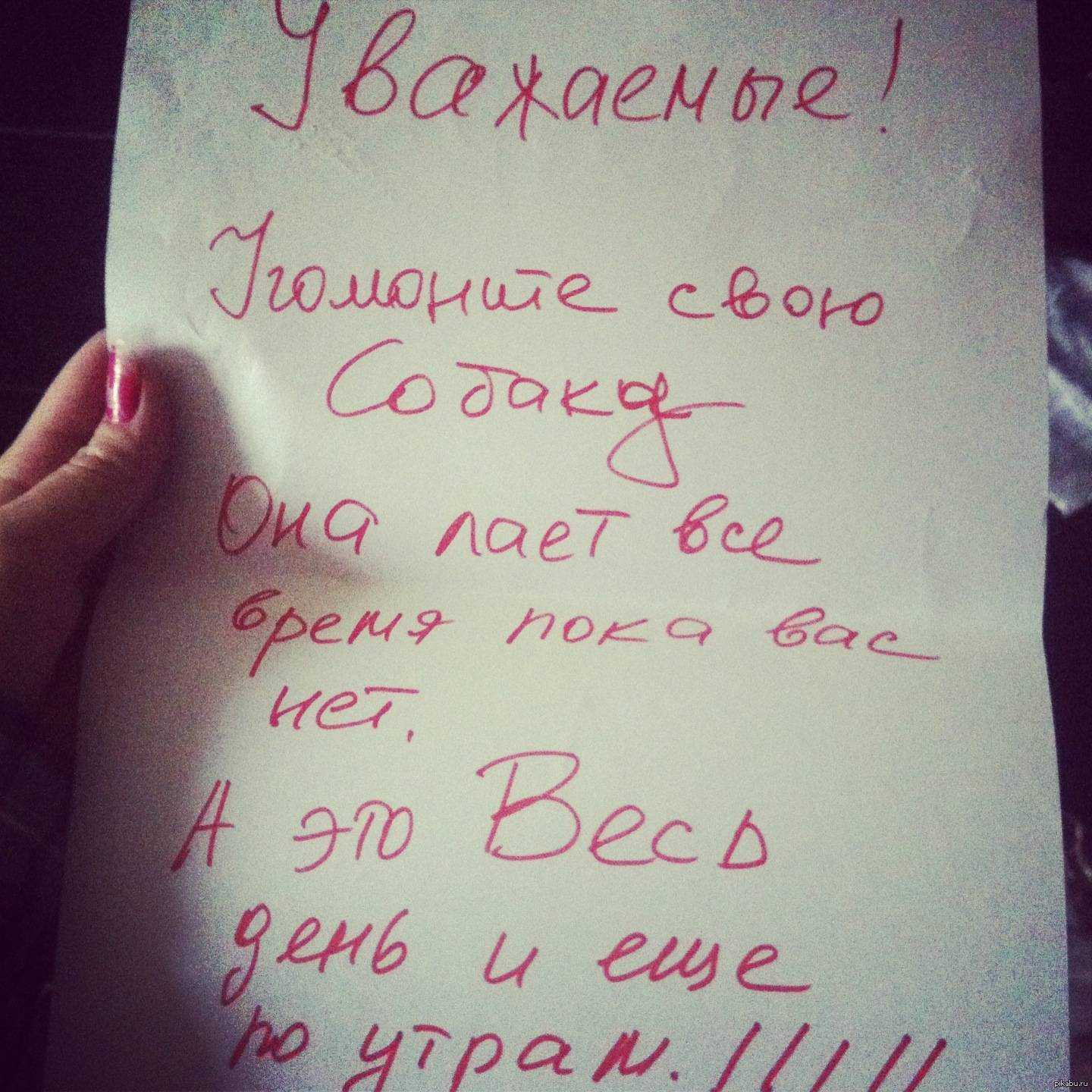 Собака лает у соседей: что делать по закону? :: businessman.ru