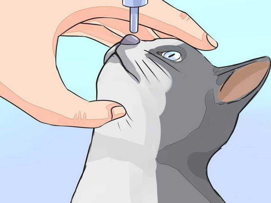 Как облегчить дыхание кошке - wikihow